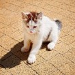 O kostce brukowej bez ogródek: fakty i mity